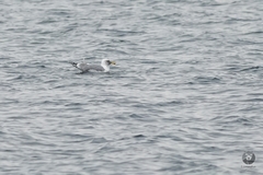 Larus