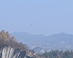 Spilornis cheela