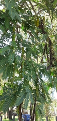Albizia inundata