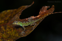 Emerald Anole photo 3