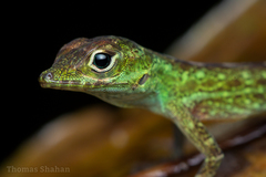 Emerald Anole photo 2