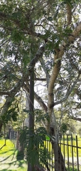 Albizia inundata