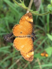 Tegosa anieta