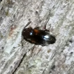 Coleoptera