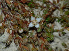 Crassula sinclairii