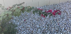 Bougainvillea