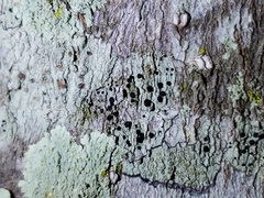 Tephromelataceae