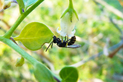Pseudagapostemon