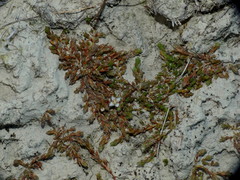 Crassula sinclairii