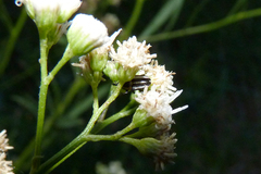 Nicentrus circumcinctus