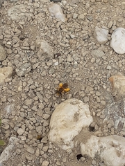 Leioproctus fulvescens