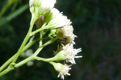 Nicentrus circumcinctus