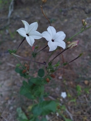 Nicotiana repanda