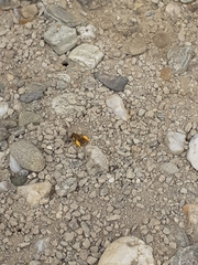 Leioproctus fulvescens