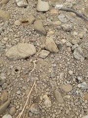 Leioproctus fulvescens