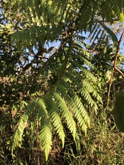 Jacaranda brasiliana