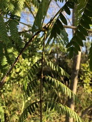 Jacaranda brasiliana