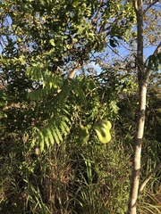 Jacaranda brasiliana