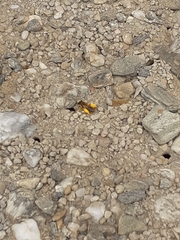 Leioproctus fulvescens