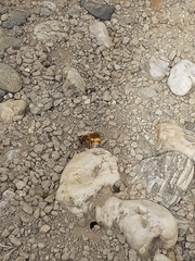 Leioproctus fulvescens