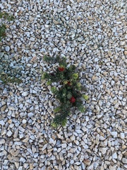 Melaleuca