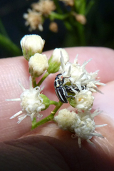 Nicentrus circumcinctus