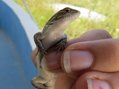 Sceloporus samcolemani