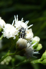 Nicentrus circumcinctus