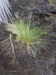 Eleocharis geniculata