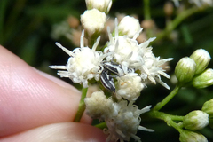 Nicentrus circumcinctus