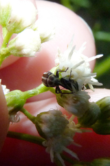 Nicentrus circumcinctus