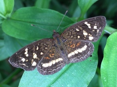 Anthanassa drusilla