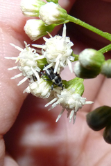 Nicentrus circumcinctus