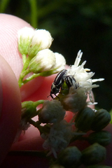 Nicentrus circumcinctus