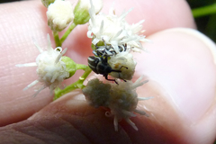 Nicentrus circumcinctus