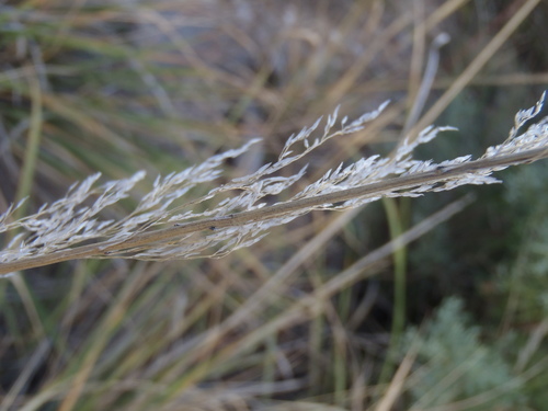 longtongue muhly (Muhlenbergia longiligula)