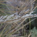 Muhlenbergia longiligula - Photo (c) Dan Beckman,  זכויות יוצרים חלקיות (CC BY-NC), הועלה על ידי Dan Beckman