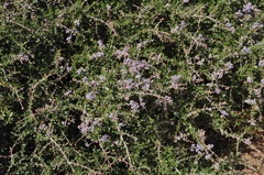 Ceanothus cuneatus ramulosus