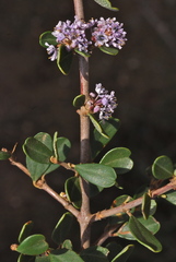Ceanothus cuneatus ramulosus