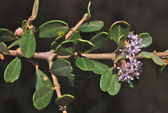 Ceanothus cuneatus ramulosus