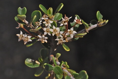 Ceanothus cuneatus ramulosus