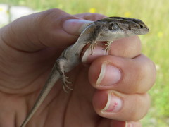 Sceloporus samcolemani