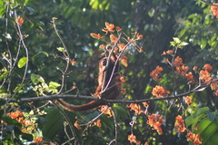 Alouatta macconnelli