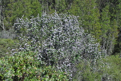 Ceanothus cuneatus ramulosus