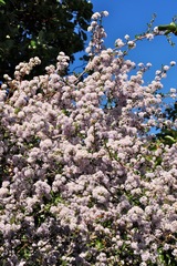 Ceanothus cuneatus ramulosus