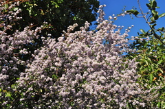Ceanothus cuneatus ramulosus