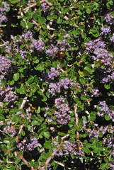 Ceanothus cuneatus ramulosus