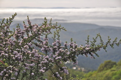 Ceanothus cuneatus ramulosus