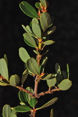 Ceanothus cuneatus ramulosus