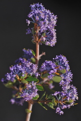 Ceanothus cuneatus ramulosus